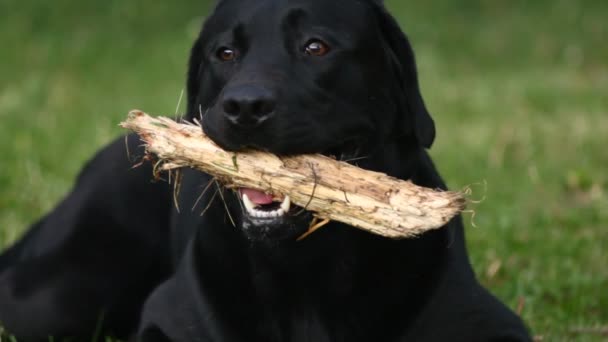 Black labrador gnaws stick — Stock Video