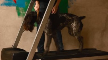 köpek çalışan simülatör