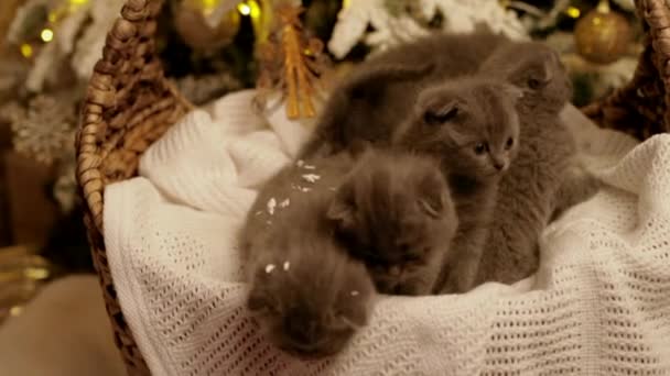 Пять котят в корзине на фоне елки — стоковое видео