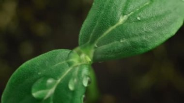 Genç yeşil salatalık Filiz, makro