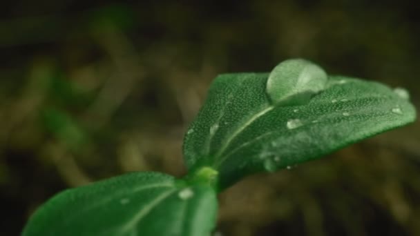 若い緑のキュウリの芽、マクロ — ストック動画