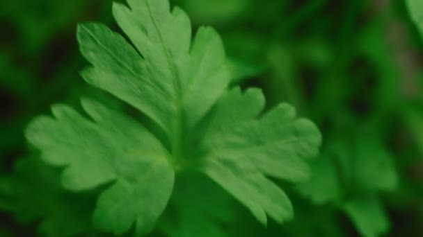 Detail zelené petržele — Stock video
