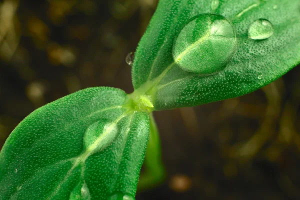 Genç yeşil salatalık Filiz, makro