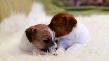 İki köpek yavrusu jack russell terrier