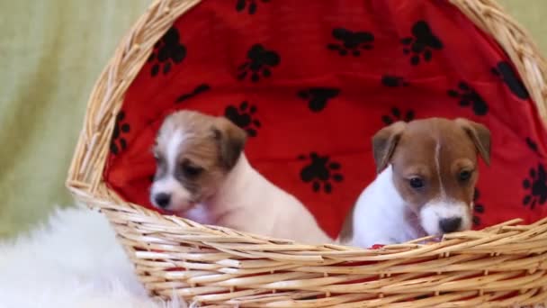 Два щенка Джек Рассел терьер — стоковое видео