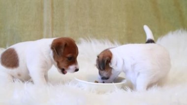 Köpek yavrusu jack russell terrier yeme