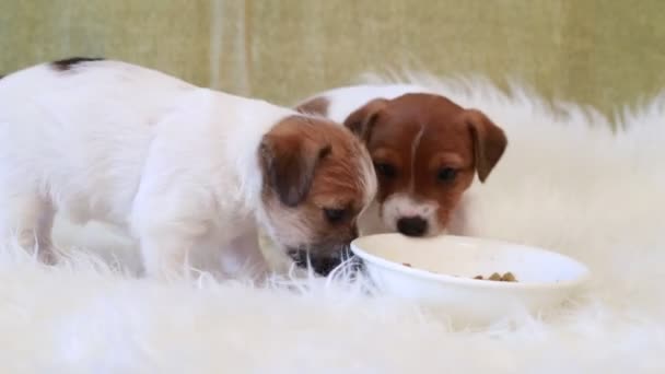 Puppy Jack Russell Terrier Eating Stock Video C Domako 99639886