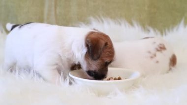 Köpek yavrusu jack russell terrier yeme