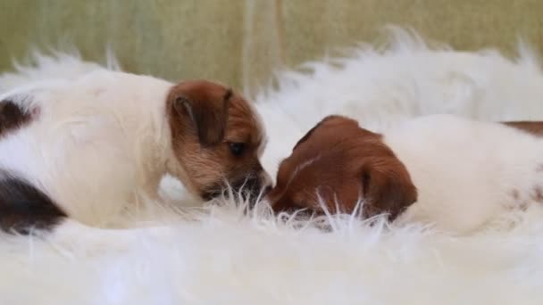 Puppy jack russell terrier eating — Stock Video