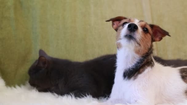 do jack russell terriers get along with cats