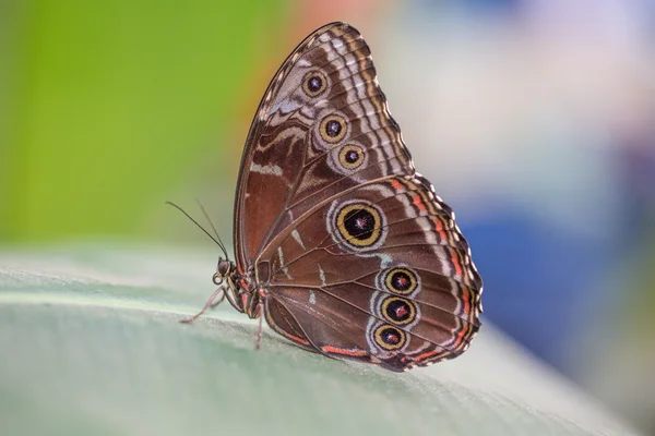 Kleurrijke close-up van vlinder — Stockfoto