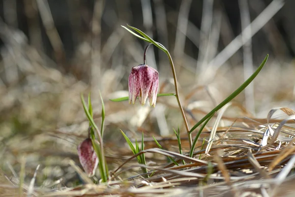 Fritillaria meleagris rostliny — Stock fotografie