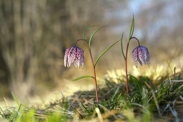 Fritillaria meleagris plantas — Fotografia de Stock