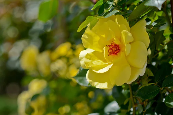 Цветущий желтый цветок — стоковое фото