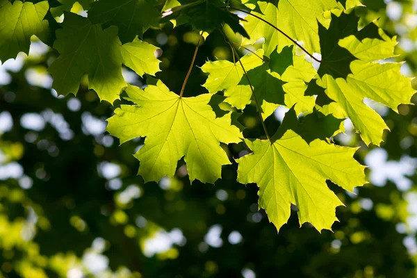 Folhas de ácer verde — Fotografia de Stock