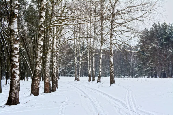 Paisaje del bosque de invierno con abedul y pino — Foto de Stock