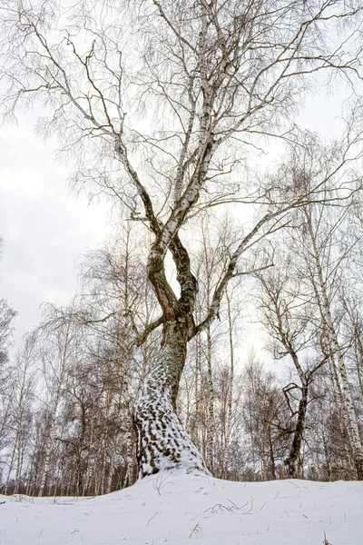 Alte Birke — Stockfoto