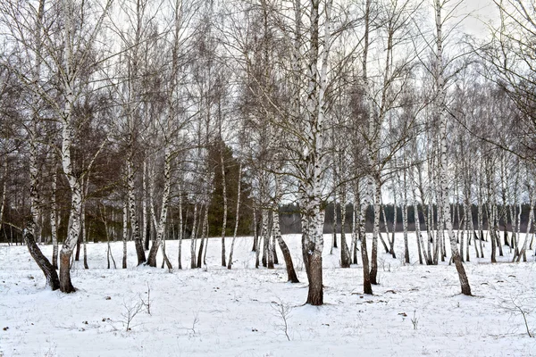 En lugn vinter skog — Stockfoto