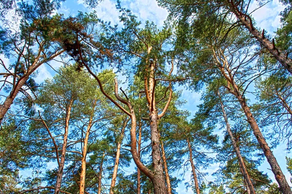 Baldacchino pino silvestre con cielo blu — Foto Stock