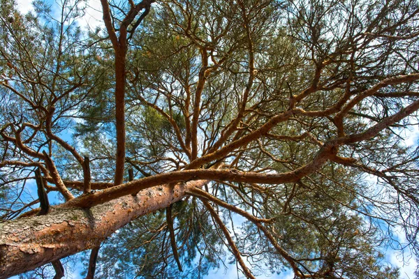 Το κουβούκλιο δέντρο δασική πεύκη — Φωτογραφία Αρχείου