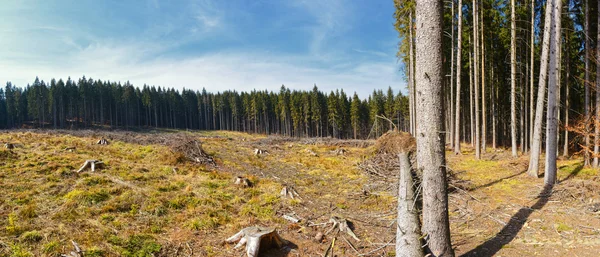 Kahlschlag im Kiefernwald — Stockfoto