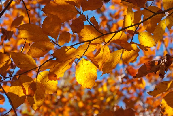 Colorful autumn leaves — Stock Photo, Image