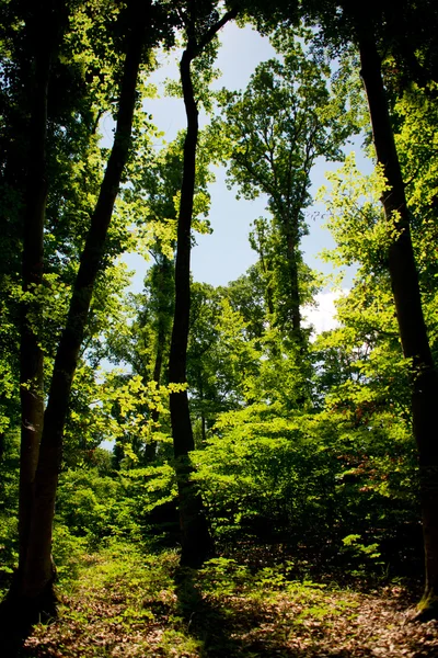 Illuminazione foglie verdi — Foto Stock