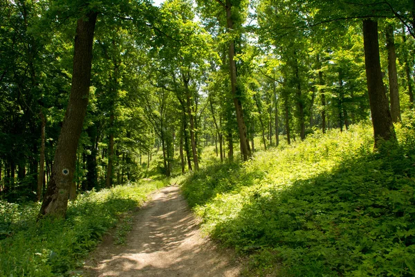 Grüner Wald mit Pfad — Stockfoto