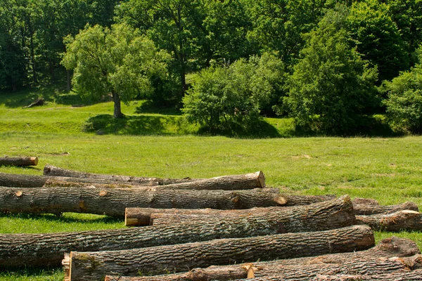 Sustainable forest exploitation — Stock Photo, Image