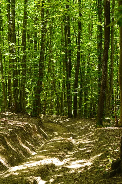 Paesaggio estivo con sentieri forestali — Foto Stock