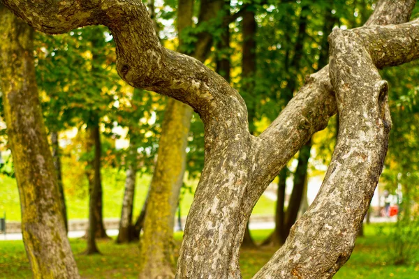 Einzigartiger geschwungener Baum im Park — Stockfoto