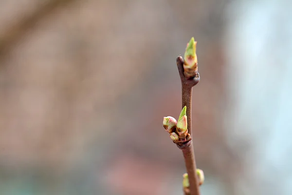 Frühlingsknospen — Stockfoto