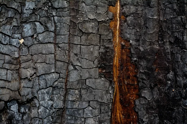 Spálené textura živý strom — Stock fotografie