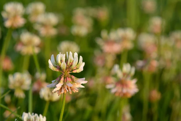 Λευκού τριφυλλιού Trifolium repens — Φωτογραφία Αρχείου