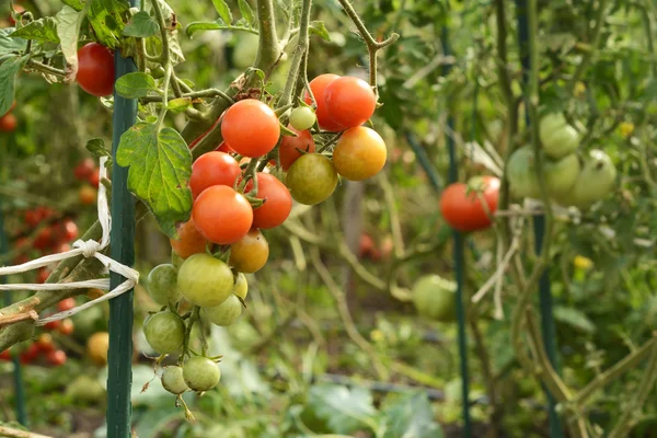 Tomaten in Plantentuin — Stockfoto