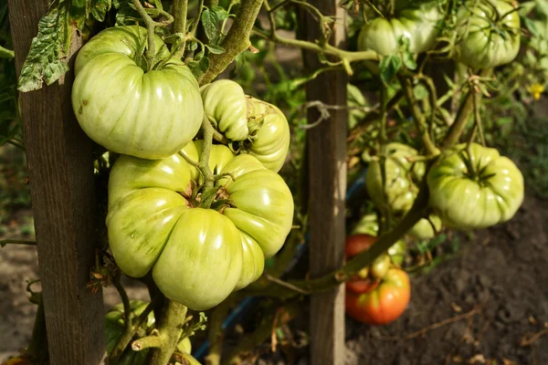 Tomaten in Plantentuin — Stockfoto