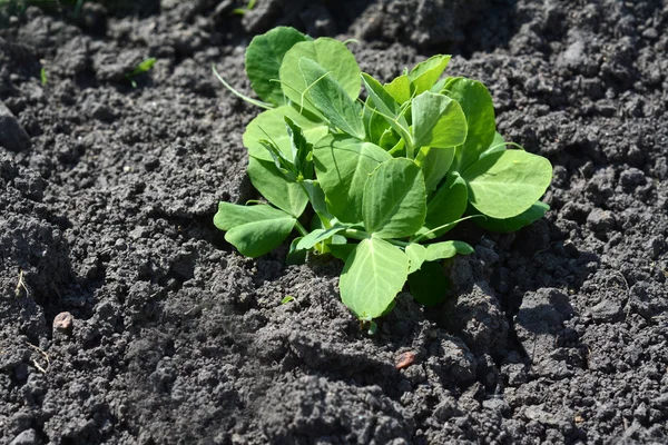 Plántulas de nabo en huerta — Foto de Stock