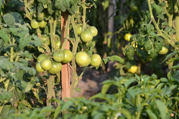 Tomaten in Plantentuin — Stockfoto