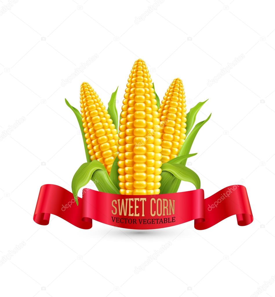 Cobs of corn with leaves