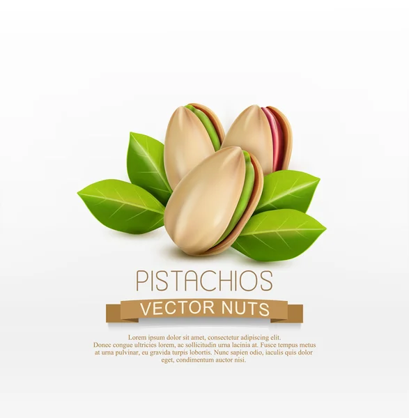 Спелые фисташковые орехи — стоковый вектор