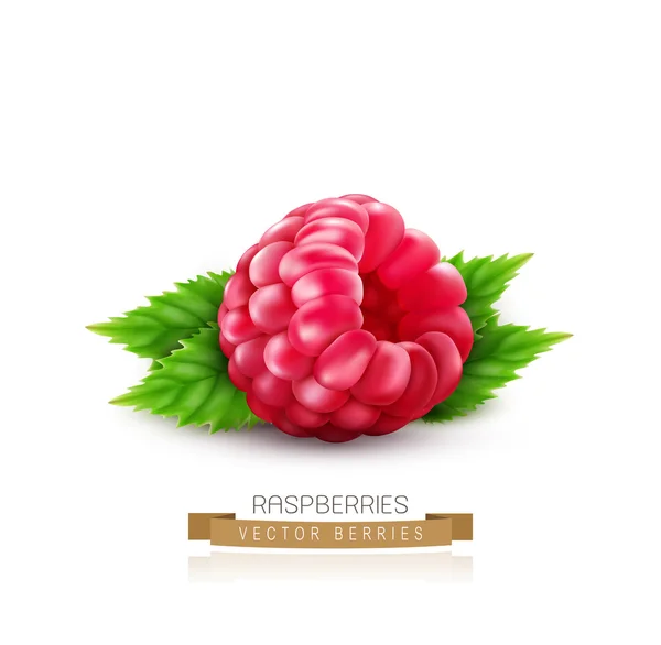 Framboise aux feuilles vertes — Image vectorielle