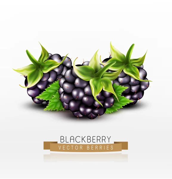 Moras frescas maduras — Vector de stock