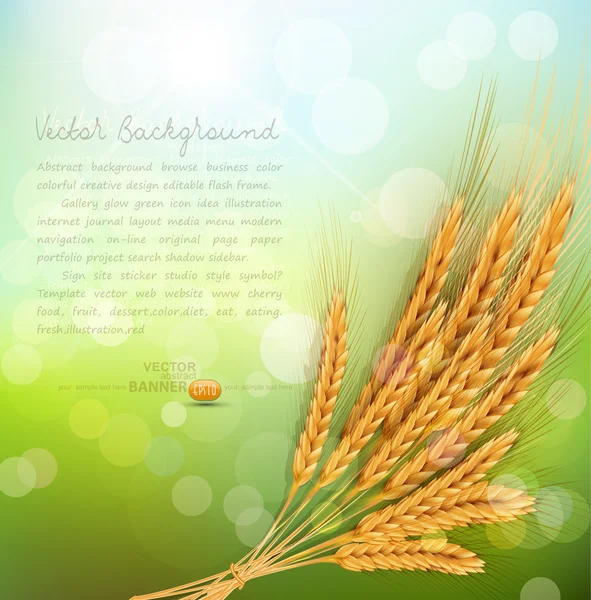 Background with  ears of wheat — Stock Vector