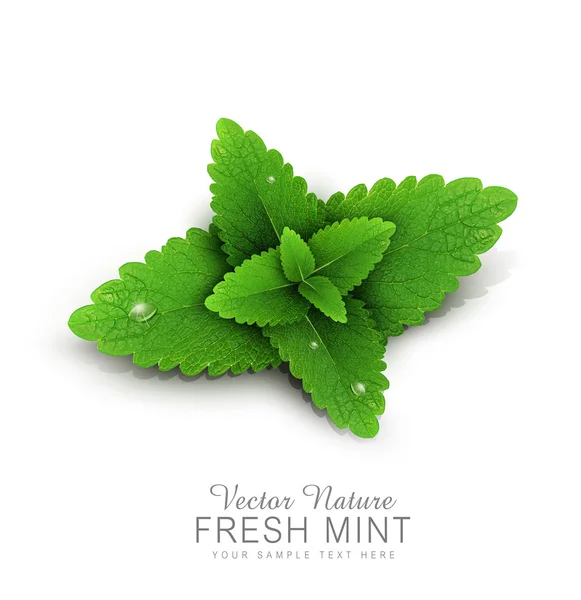 Fresh mint leaves with dew drops — Stock Vector