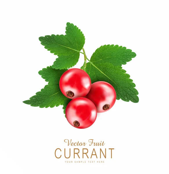 Red currant isolated — Stock Vector