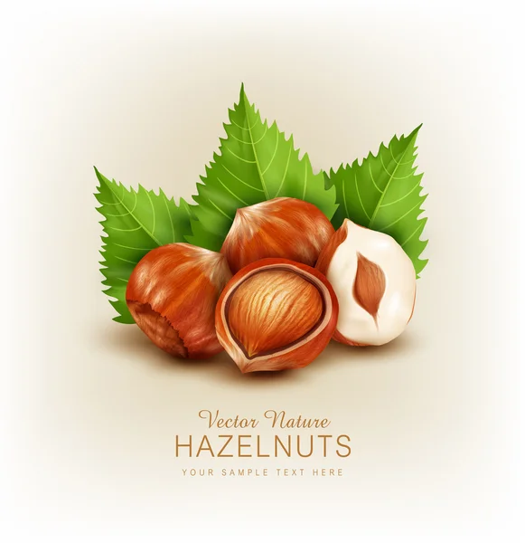 Hazelnuts with green leaves — Stock Vector