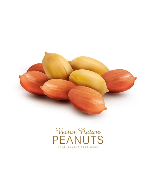 Nueces de cacahuete aisladas — Vector de stock