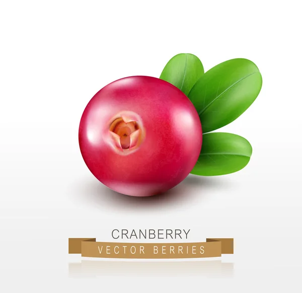 Cranberry vermelho em branco —  Vetores de Stock