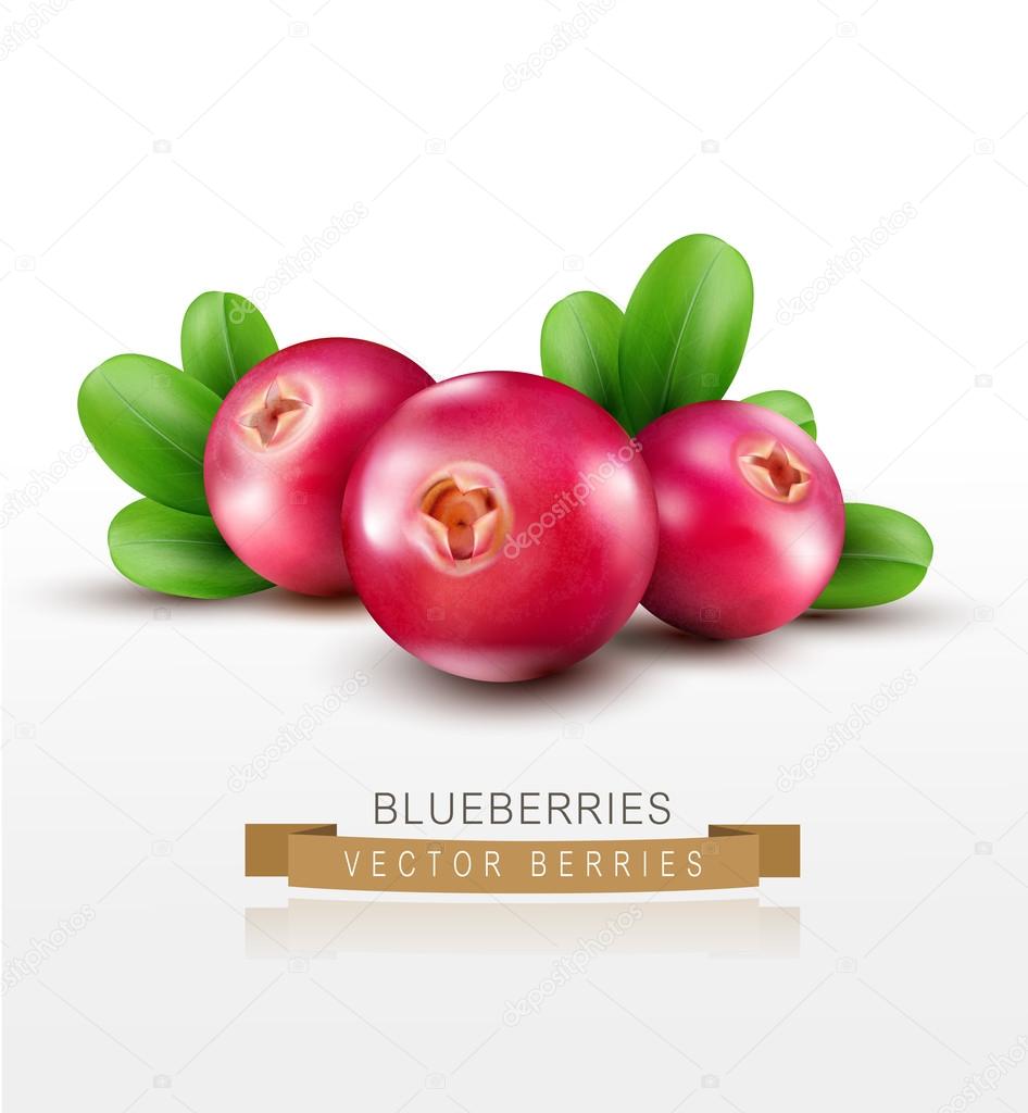 Red cranberries on white