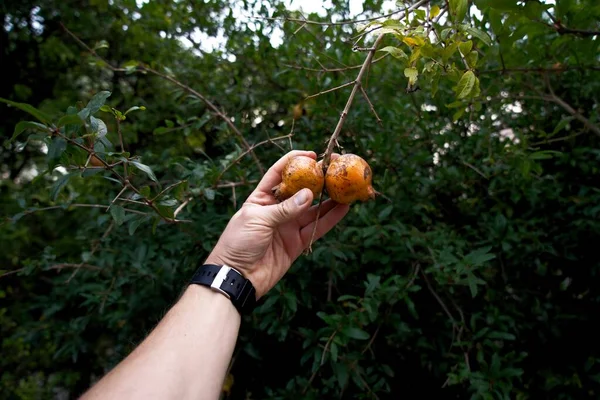 Dwa Owoce Granatu Drzewie Lewej Ręce — Zdjęcie stockowe